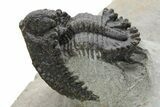 Rare Akantharges Trilobite - Tinejdad, Morocco #225848-2